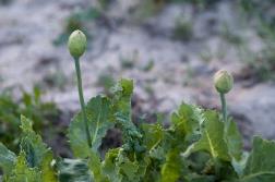 Poppy Plant Afghanistan